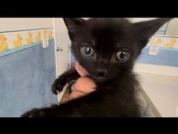 Mama Cat & Her Kitties Move Into Their New Room! 🐈🐈‍⬛🐈🐈‍⬛🐈