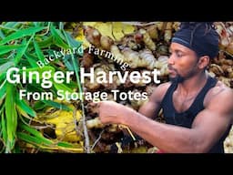 Ginger Harvesting From Black Tote Garden | DripWorks Irrigation System