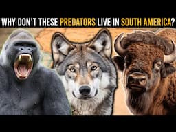 Why Aren't Apes, Bovids, and Wolves Found in South America?