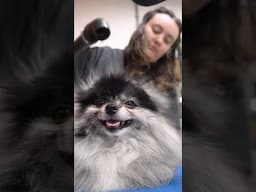 Wash & Brush for Tabi the Pomeranian! We absolutely adore her! #asmr #dog #doglover