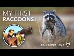 Local Wildlife in Santa Barbara - Raccoons, Birdlife & More!