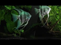 The Complete Life Cycle Of The Freshwater Angelfish