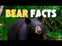 7 Bear Facts You Didn't Know (What's a Spirit Bear?)