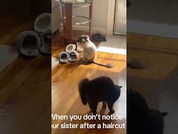 He didn’t recognize his sister after the haircut #cats #funny #funnycats