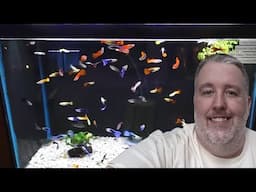 How to Set Up a Tank for Guppies for Beginners