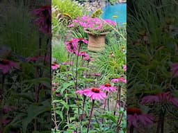 Vibrant summer garden #flowers #summer #garden #perennialgarden