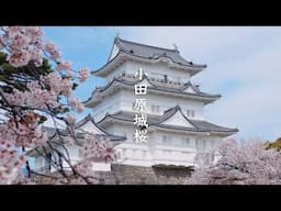 Odarawa Castle Sakura (Cherry Blossom) 8K - Kanagawa - 小田原城桜