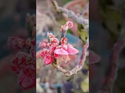 Flowering while Frozen Mume Bonsai #japanese #apricots #winter #flowers