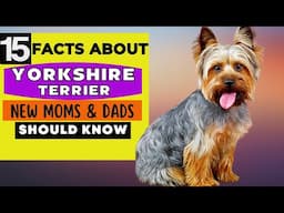 15 Important Facts About Yorkshire Terrier Dog All New & Prospective Owners Should Know