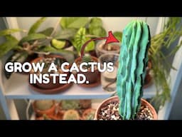 tired of tropical houseplants....cactus care tips!