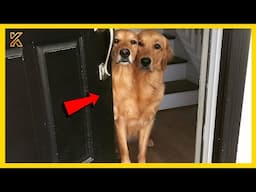 🐕🎥You won't BELIEVE how funny this Golden Retriever is!🤣