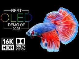 Dolby Vision 16K HDR 120fps EXPOSED - The Best OLED DEMO of 2025