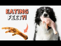 How to Prepare CHICKEN FEET for DOGS 🐶🍗 Cooked, Frozen or Raw?