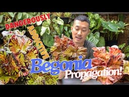 Easy Begonia Propagation and Care Tips | Water + Moss Leaf Cutting (With Satisfying Updates!)