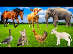 Cute Farm Animals : Rabbit, Cow, Chicken, Dog, Cat, Goat, Sheep, Duck, Pig - Farm Animal Sounds