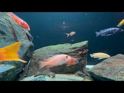 Aquarium Fish tank, Water Stream Sound at night to Sleep, Relax, Meditate, Study 2 HOURS