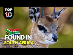 10 UNIQUE Animals Found in South Africa 🇿🇦