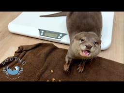 How Much Do Otters Eat At One Time?