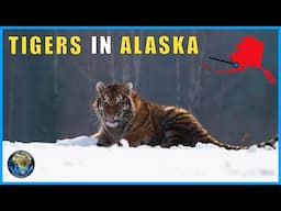 Siberian Tigers In Alaska?