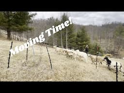 Moving Sheep to Fresh Pasture: Regenerative Grazing