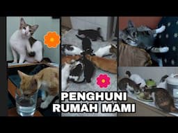 SETIAP HARI SELALU RAMAI PENGHUNI RUMAH MAMI