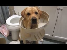 Having a bad day ? Watch these funny dogs