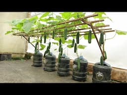 Unexpectedly it produces so many fruits - Recycle kitchen waste to grow cucumbers at home