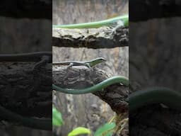 My Emerald Tree Skinks Had BABIES! #babyanimals #lizard #reptiles #emeraldtreeskink #cuteanimals