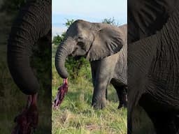 The moments after the birth of an elephant 🐘🎥@VEGASCreativeSoftware [AD] #shorts #wildlife