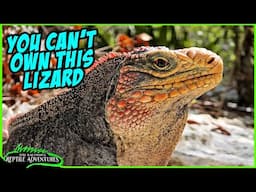 YOU CAN'T OWN THIS LIZARD but you wish you could! Andros island rock iguanas!