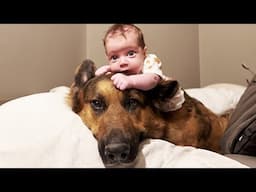 Forget Babysitters, German Shepherd Have Got You Covered! ❤️