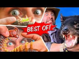 Coyote's Best of 2024! - Centipede Bites, Tazzy Devils, Stinging Caterpillar, Giant Croc, and more!