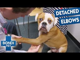 Limping Dog Needs Surgery! 😨 Bondi Vet