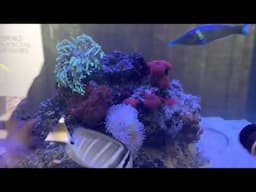 Have Paul Talbot the Aquarium Inspector visit your aquarium part 2