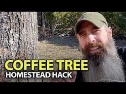 Homesteaders Make The Best - All You Need Is A Maple Tree