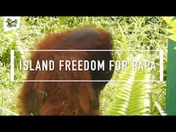 ISLAND FREEDOM FOR ORANGUTAN PAPA