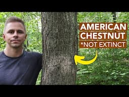 Finding Dozens Of American Chestnut Trees