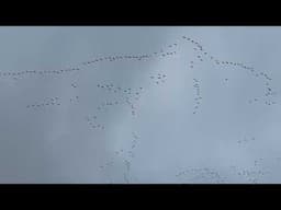 Huge skeins of pink-footed geese over Salthouse Marshes, North Norfolk Coast.