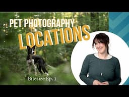 Bitesized Location: Finding the Perfect Pet Photography Spot in the Woods | Location Scouting Tips