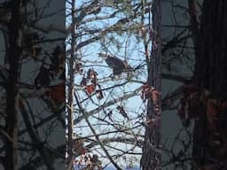 A pair of bald eagles, never seen them being vocal in person before! #nature #outdoors #bird