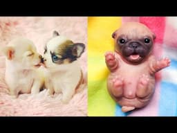 Baby Dogs - Cute and Funny Dog Videos Compilation #65  Aww Animals