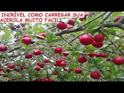 INCRÍVEL, COMO CARREGAR SUA ACEROLA MUITO FÁCIL