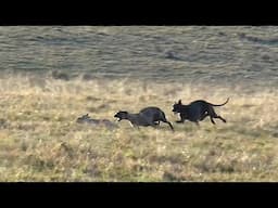 Galgos y Liebres - Temporada 2024