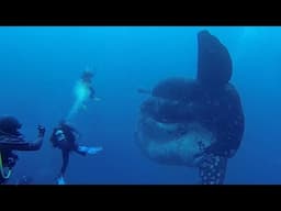 DIVERS ENCOUNTER GIANT FISH