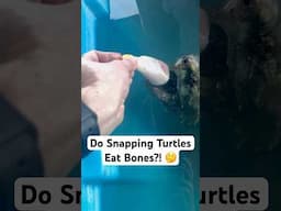 Do Snapping Turtles Eat Bones?! 🤔🦴🐢#shorts #turtle