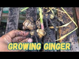 Harvesting Ginger