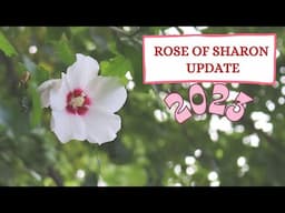 2023 Rose of Sharon Tour 🌸 Broadway Gardener