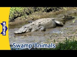 Swamp Adventures: Alligator, Nile Crocodile, Flying Fox, Hippopotamus, Wild Turkey | Little Fox