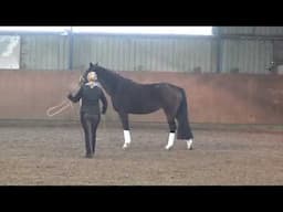 Master Instructor Melanie Bulmahn on Lunging