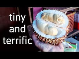 DURIAN AMBON - A Very Special (and rare) Durian Variety